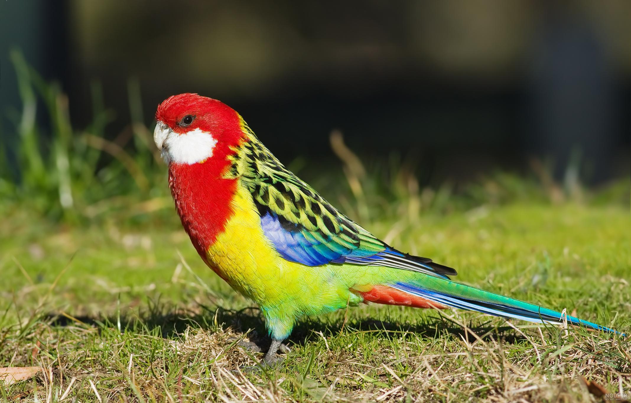 عکس طوطی رنگارنگ زیبا
