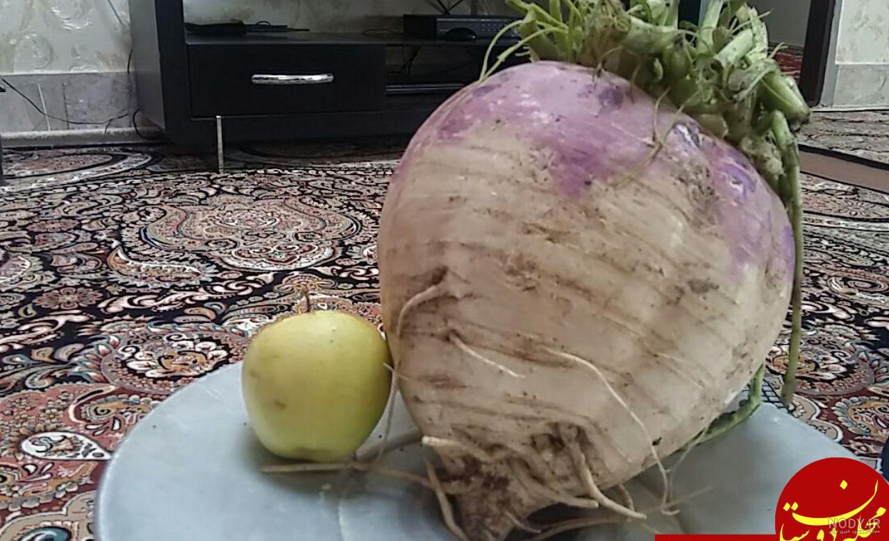 عکس های خنده دار شلغم عکس های خنده دار شلغم