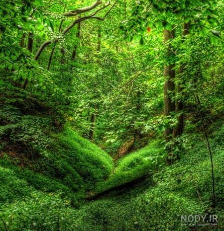 عکس های زیبای طبیعت جنگل
