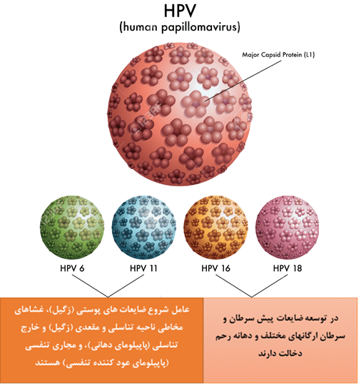 عکس ویروس hpv