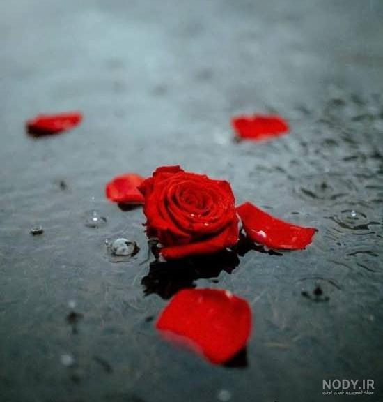 عکس پروفایل گل عاشقانه عکس پروفایل گل عاشقانه
