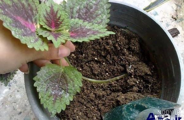 عکس کاشت گلخانه ای عکس کاشت گلخانه ای