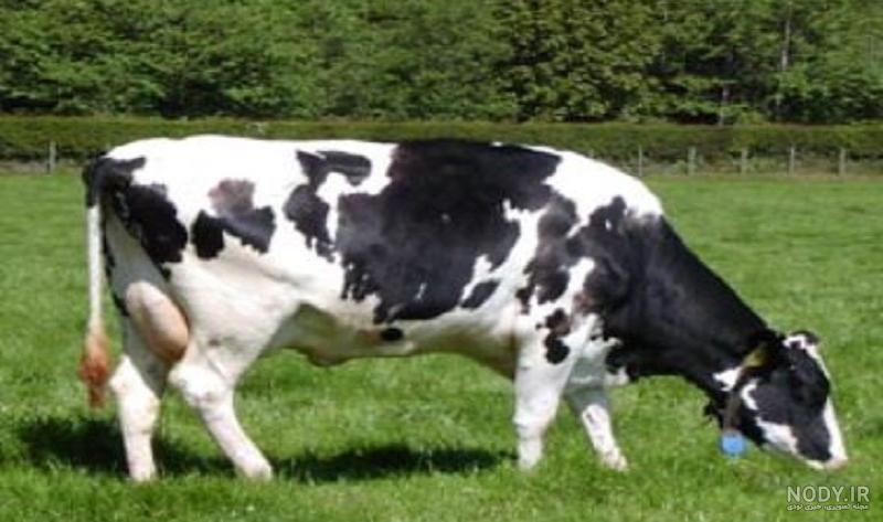 عکس گاو دورگه عکس گاو دورگه