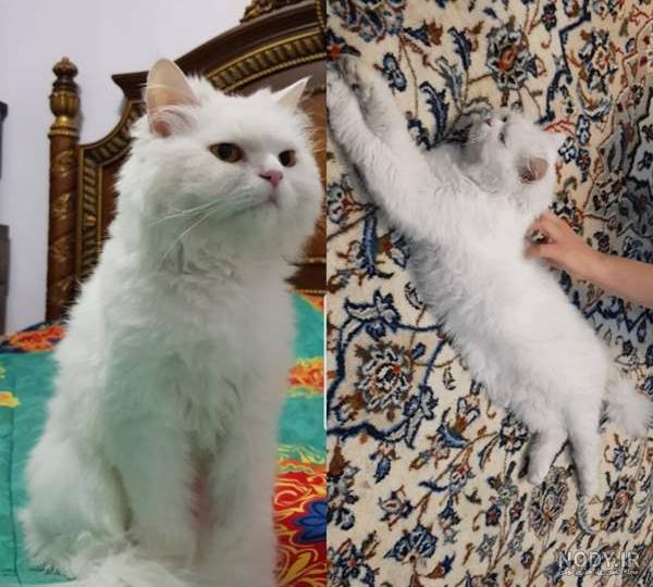 عکس گربه برای پروفایل دخترونه