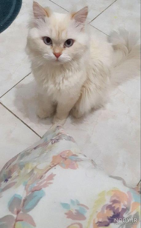 عکس گربه برای پروفایل پسرانه