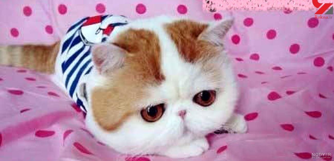 عکس گربه فانتزی عکس گربه فانتزی