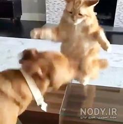 عکس گربه فانتزی کارتونی عکس گربه فانتزی کارتونی
