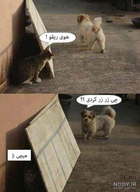 عکس گربه لات عکس گربه لات