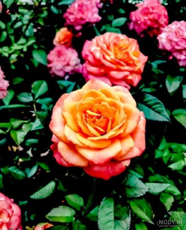 عکس گل hd