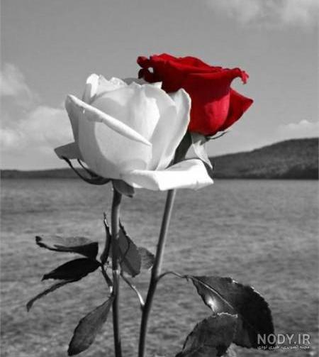 عکس گل تنها برای پروفایل عکس گل تنها برای پروفایل