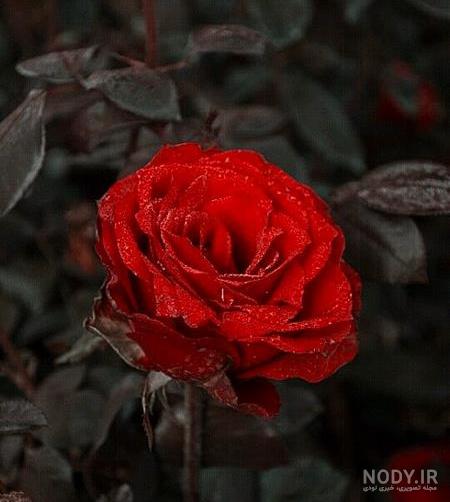 عکس گل تنها و غمگین عکس گل تنها و غمگین