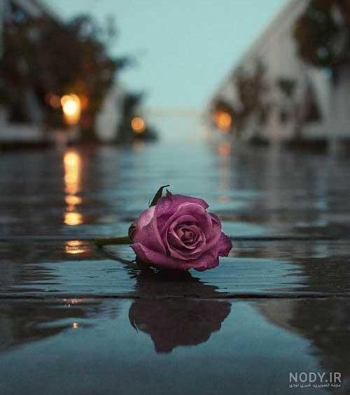عکس گل تنهای عکس گل تنهای