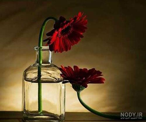 عکس گل تنهایی عکس گل تنهایی