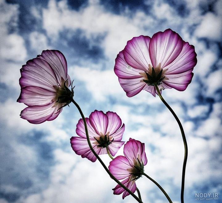 عکس گل زیبا برای پروفایل