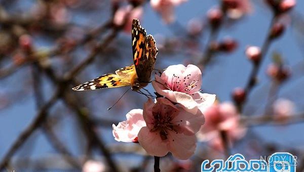 عکس گل شکوفه بهاری