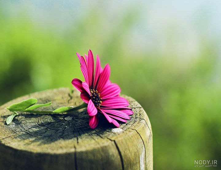 عکس گل طبیعی عکس گل طبیعی