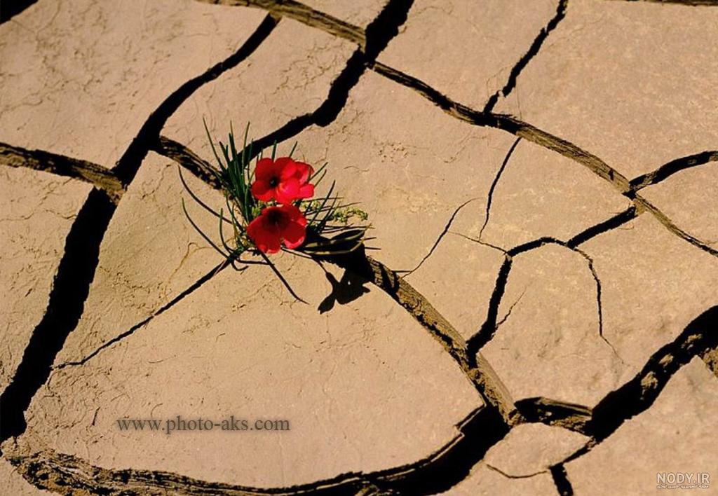 عکس گل عشق طبیعی عکس گل عشق طبیعی