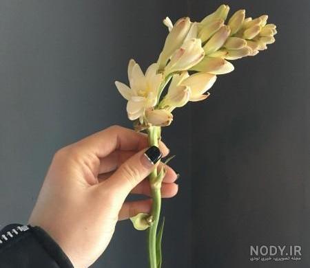 عکس گل مریم رز