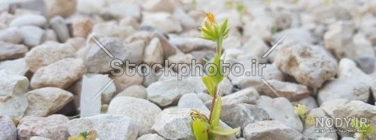عکس گل نوشته دار عکس گل نوشته دار