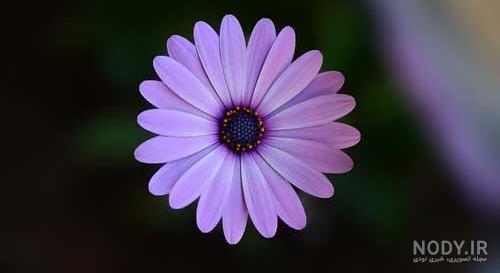 عکس گل نوشته دار