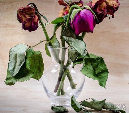 عکس گل های زیبا عکس گل های زیبا