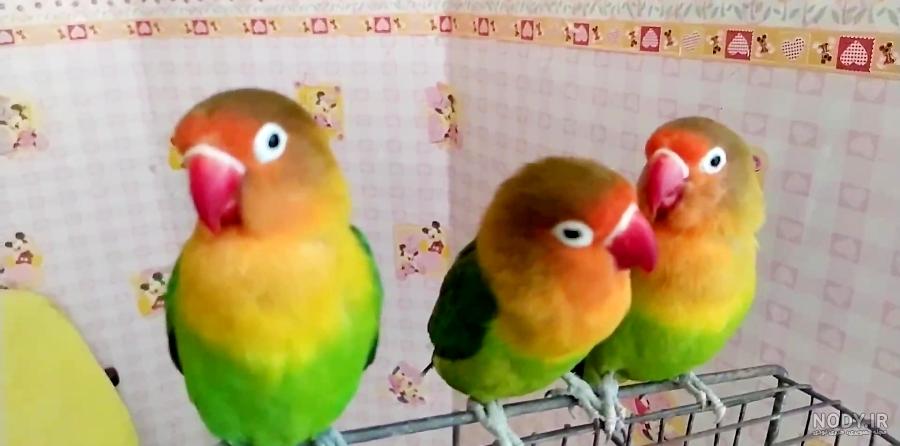 غذای طوطی برزیلی