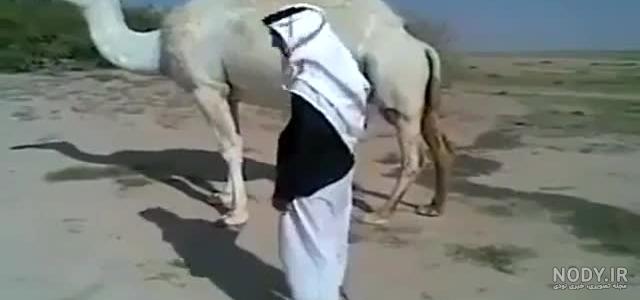 فیلم خنده دار با شتر