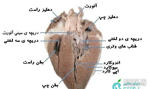 قلوه گوسفندی کجاست