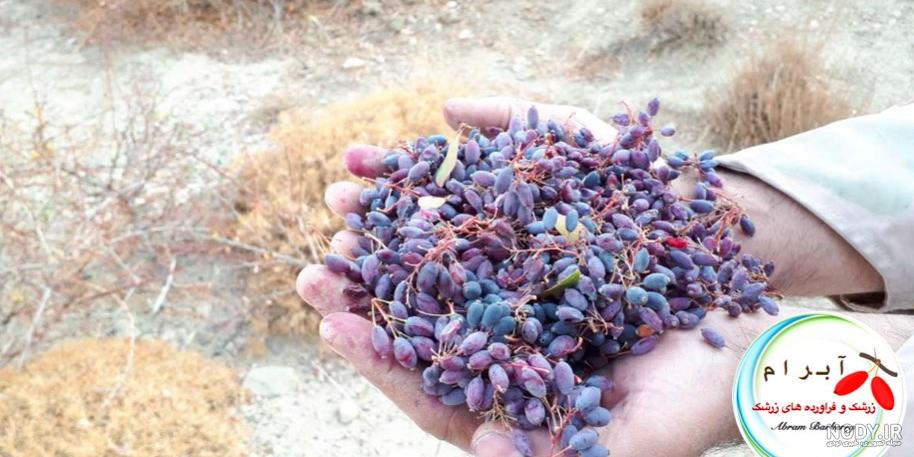 قیمت زرشک کوهی خشک