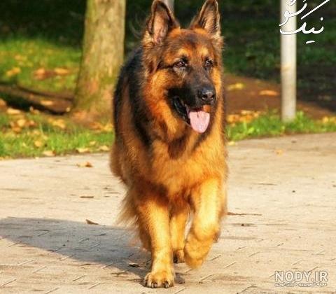 قیمت سگ ژرمن سیاه قیمت سگ ژرمن سیاه