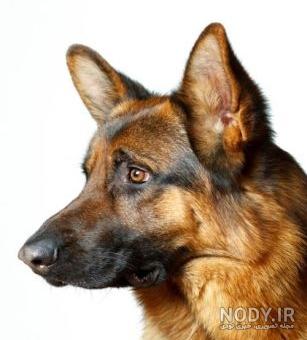 قیمت سگ ژرمن شپرد سفید قیمت سگ ژرمن شپرد سفید