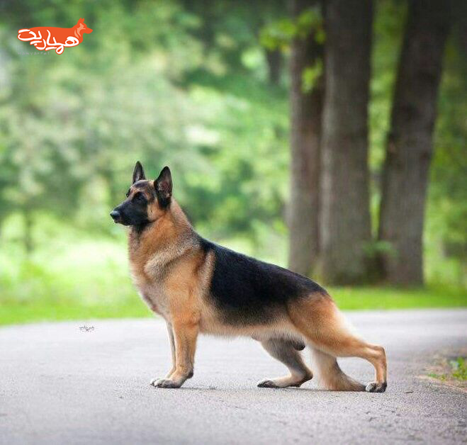 قیمت سگ ژرمن شپرد شولاین قیمت سگ ژرمن شپرد شولاین