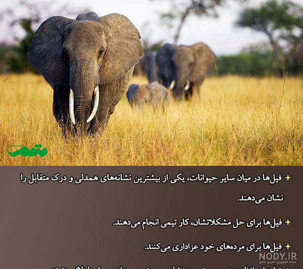 قیمت فیل واقعی