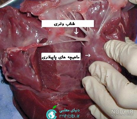 قیمت قلوه گوسفندی