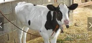قیمت گوساله نر سمینتال قیمت گوساله نر سمینتال