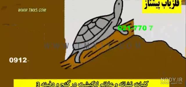 مار و لاکپشت در دفینه مار و لاکپشت در دفینه