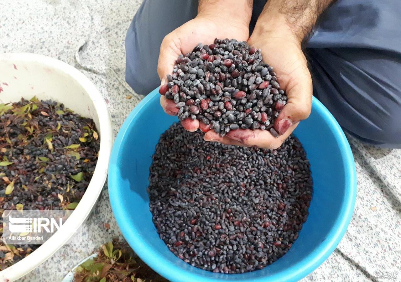 مضرات زرشک کوهی