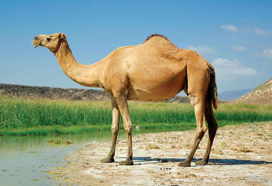 نجاسات چیست نجاسات چیست