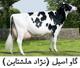 نژاد شیری گاو نژاد شیری گاو