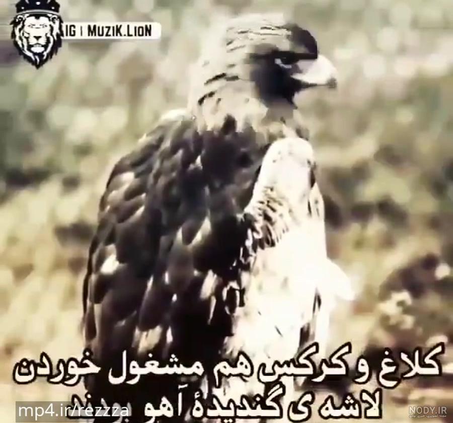 وضعیت واتساپ جالب و دیدنی