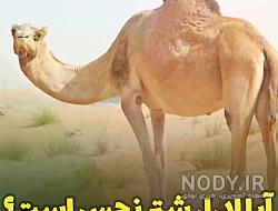 چه مواردی را زمین پاک کننده نیست چه مواردی را زمین پاک کننده نیست