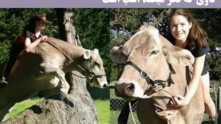 گاو دشتیاری گاو دشتیاری