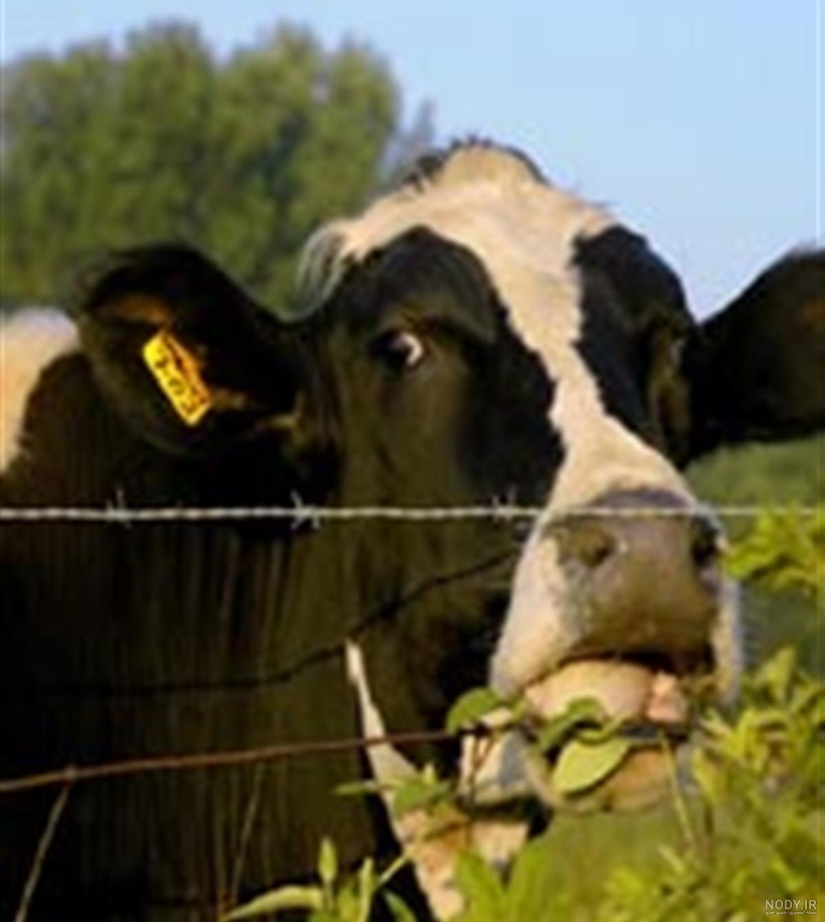 گاو سیستانی گاو سیستانی
