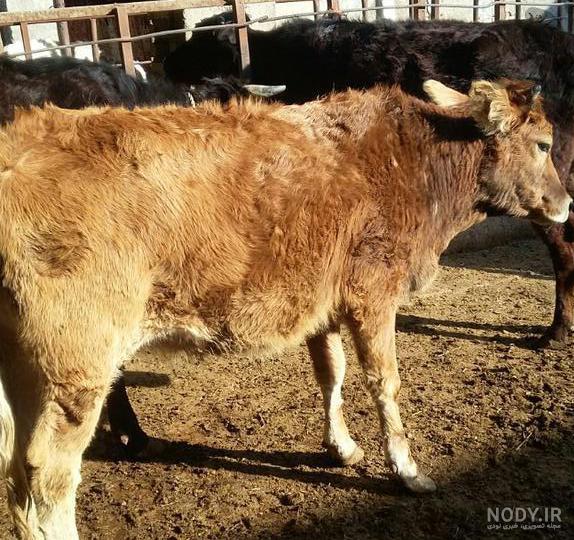گاو سیستانی ماده گاو سیستانی ماده
