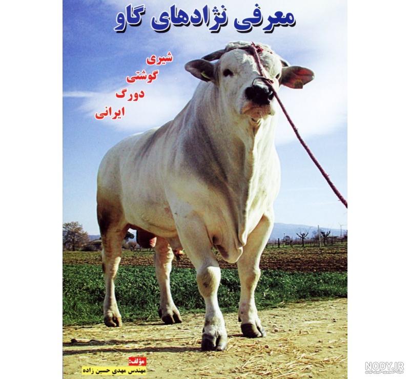 گاو محلی گاو محلی
