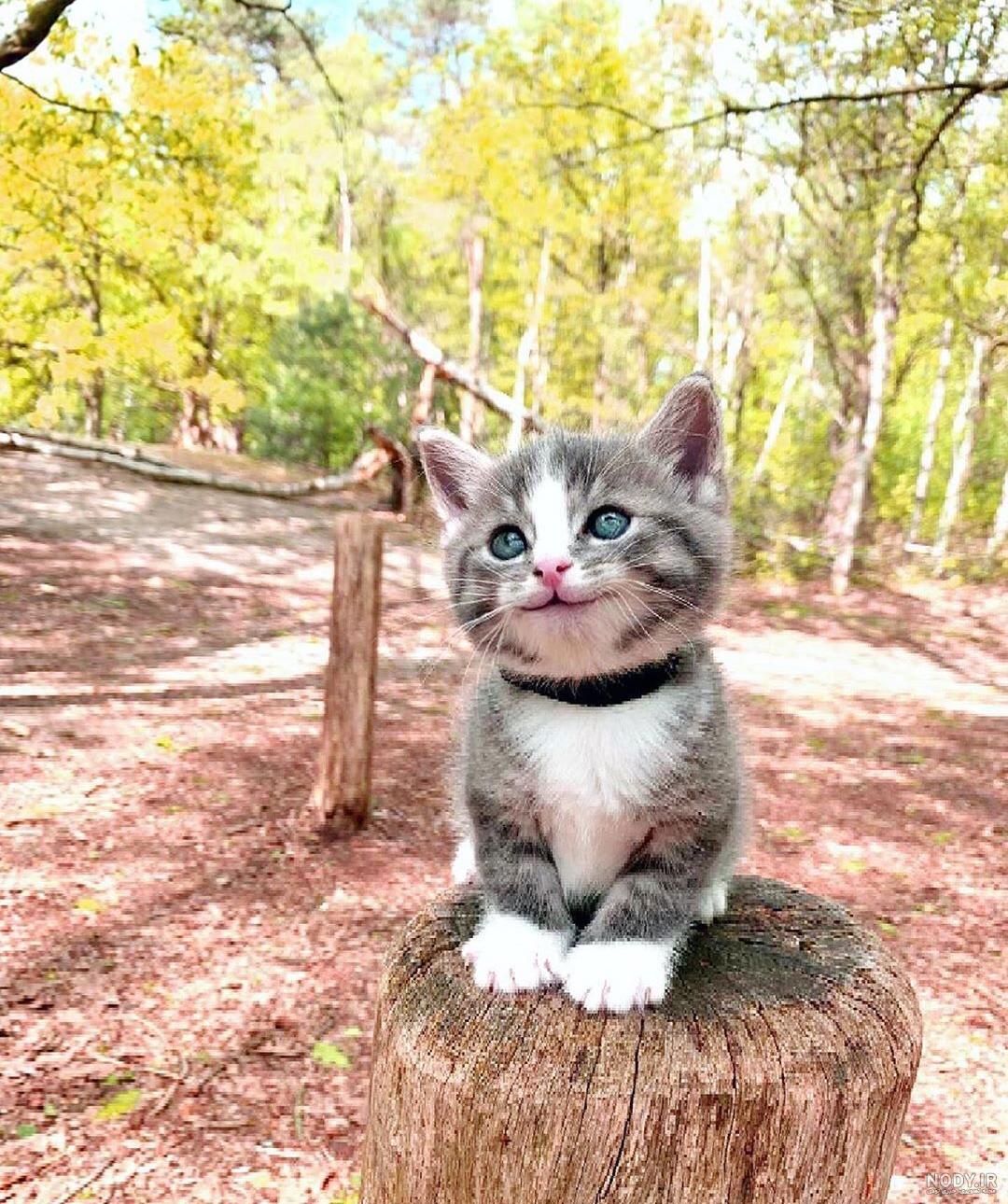 ایا گربه ها کینه ای هستند