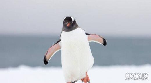  عکس جوجه پنگوئن