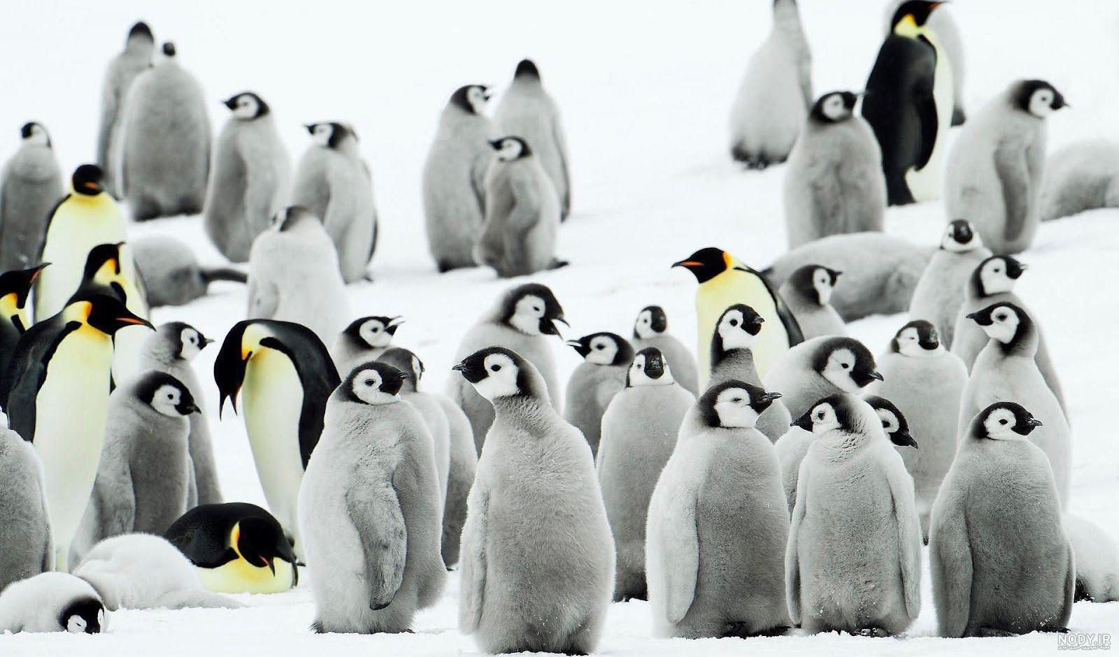  عکس جوجه پنگوئن
