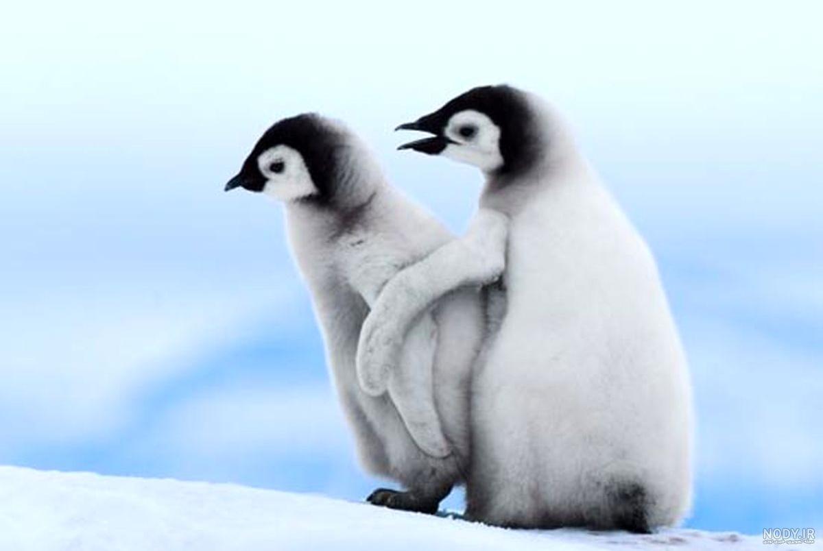  عکس جوجه پنگوئن
