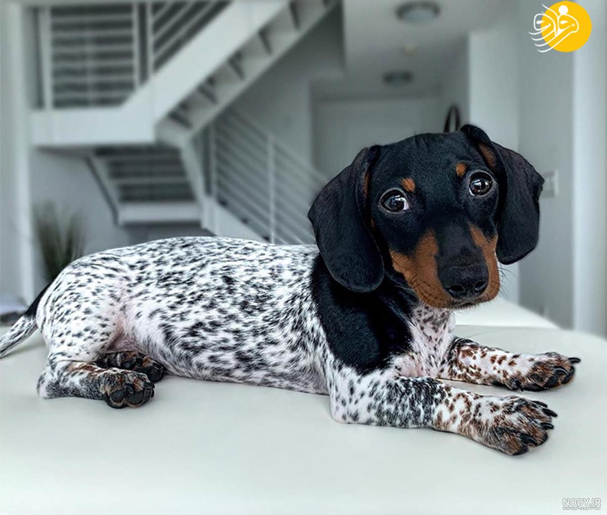 عکس سگ رنگی واقعی